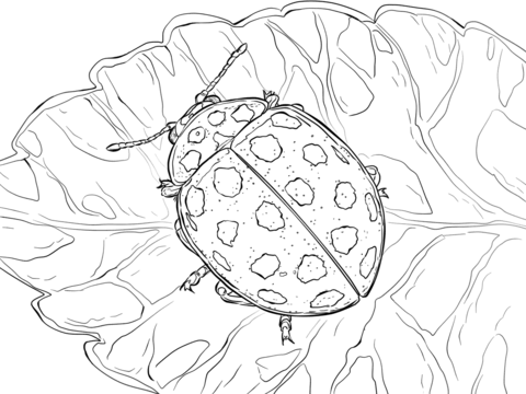 22 Spot Ladybird Coloring Page